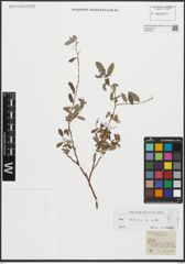 Foto von Salix repens L.